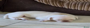 Pug Puppy 3