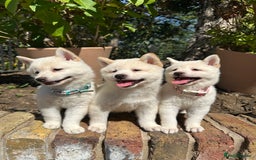 Japanese Shiba Inu dogs for sale: Japanese Shiba Inu puppies - Image 2
