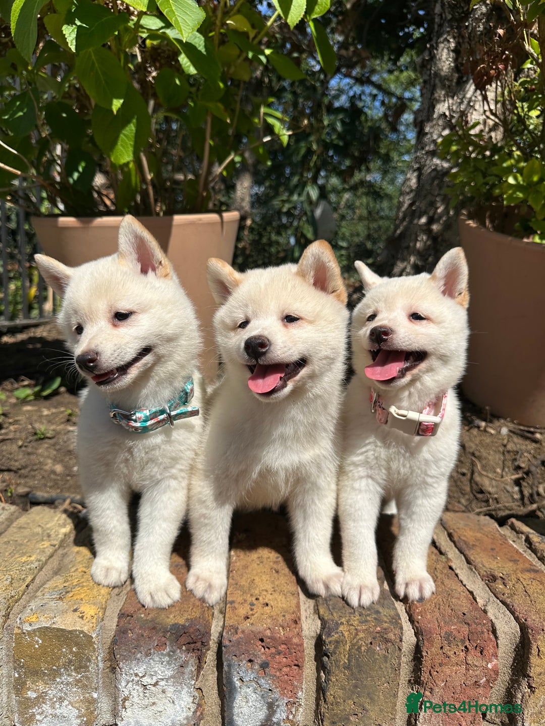 Japanese Shiba Inu dogs for sale: Japanese Shiba Inu puppies - Image 2