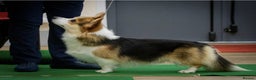 Welsh Corgi Pembroke dogs for sale: Kc reg Serbian lined female - Advert 9