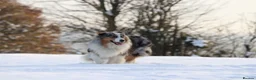 Australian Shepherd dogs for sale: EXPECTED LITTER OF AUSTRALIAN SHEPHERD PUPPIES  - Advert 5