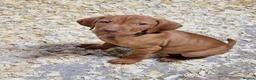 Hungarian Vizsla dogs for sale: Beautiful KC Registered Hungarian Vizsla Puppies  - Advert 5