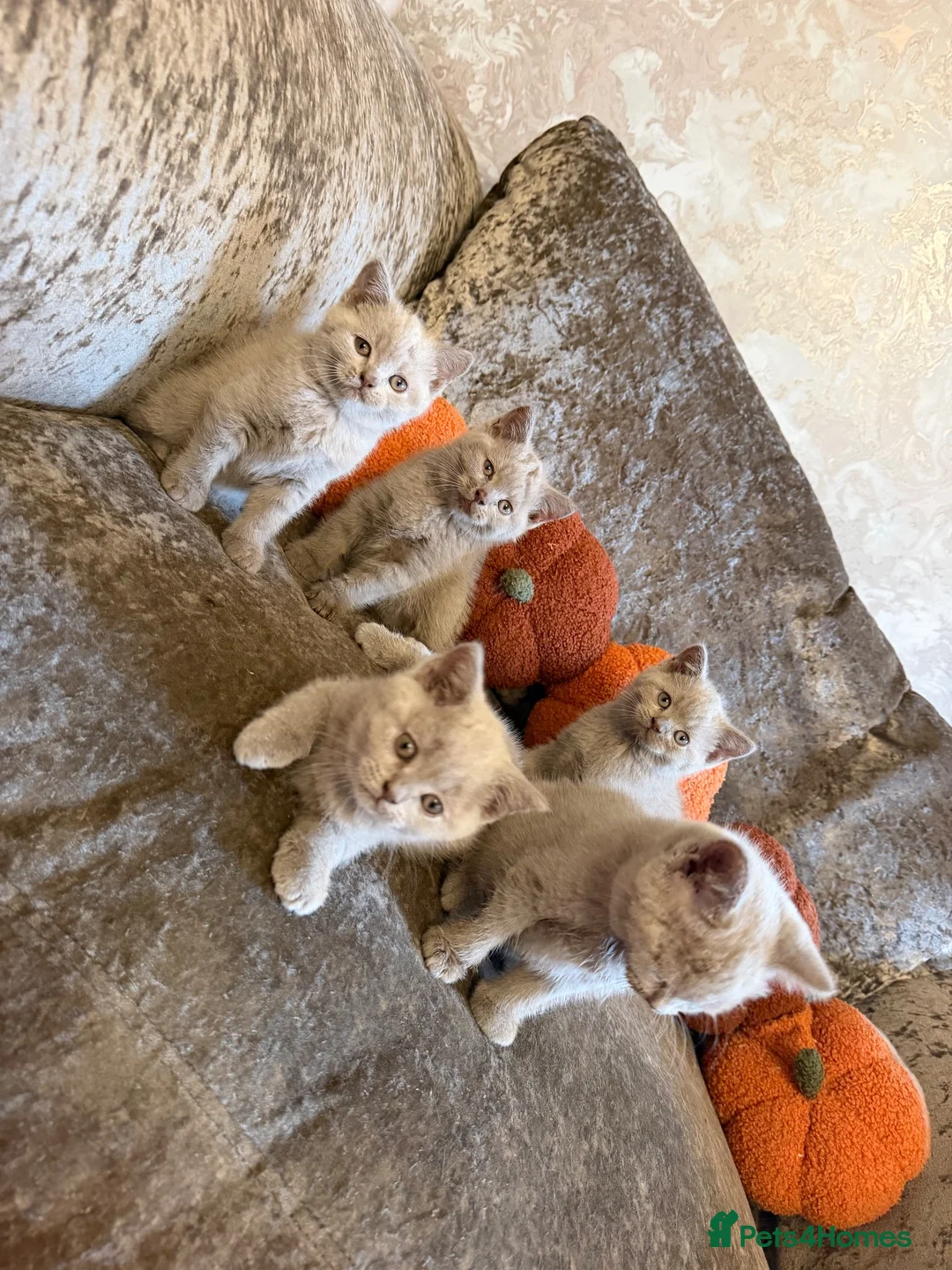 British Shorthair cats for sale: Lilac British short hair  - Advert 1