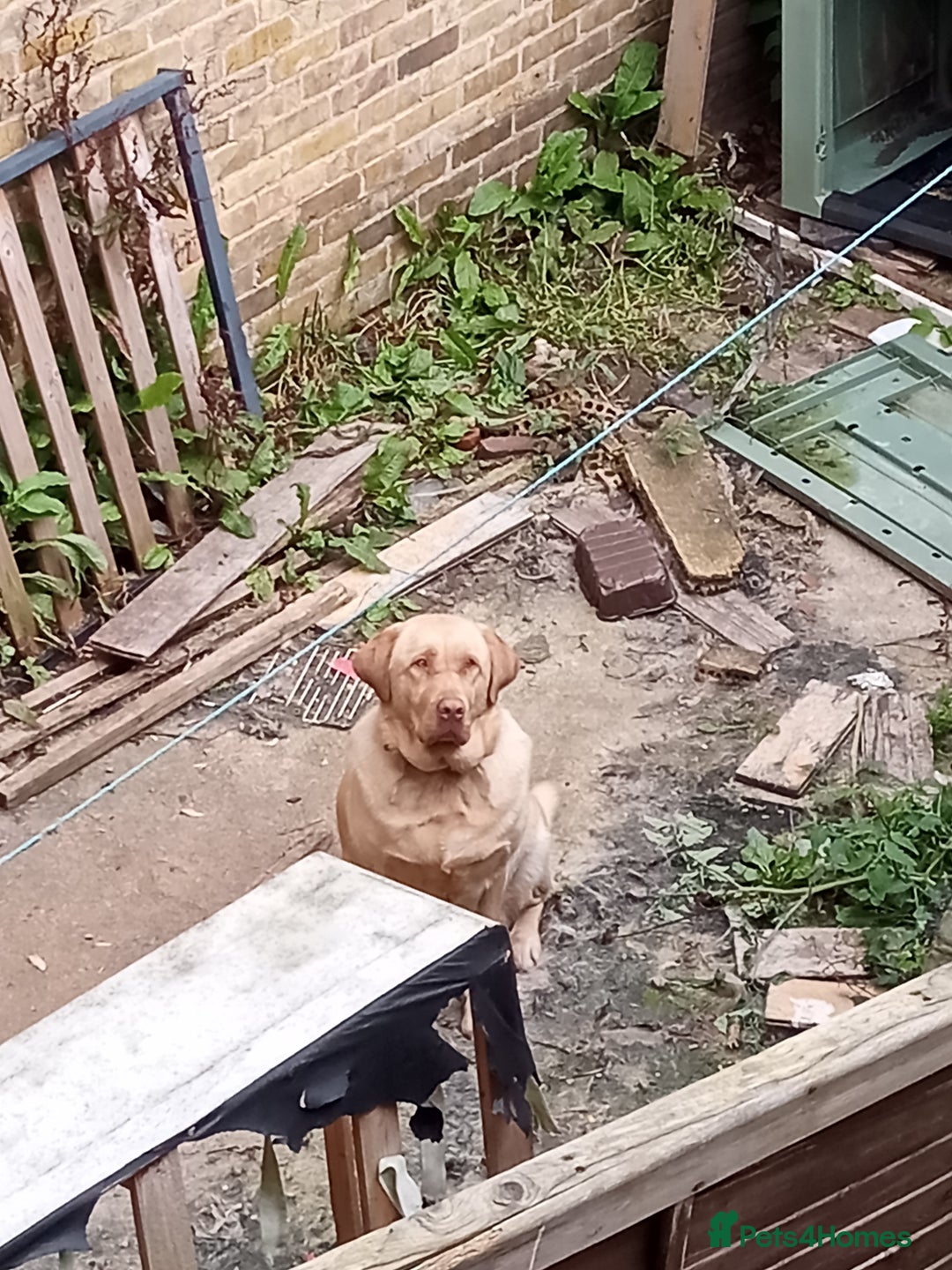 Labrador Retriever dogs for sale: Lucky - Image 7