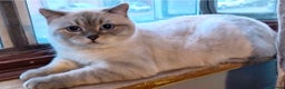 British Shorthair cats for sale: Beautiful British Shorthair Kittens for Sale - Advert 8