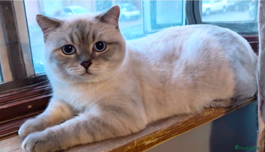 British Shorthair cats for sale: Beautiful British Shorthair Kittens for Sale - Advert 8