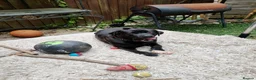 Cane Corso dogs for sale: Cane Corso  in Leicester - Advert 2