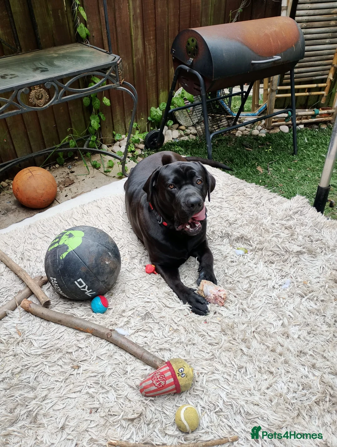 Cane Corso dogs for sale: Cane Corso  in Leicester - Advert 2