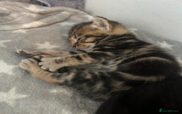 Mixed Breed cats for sale: 🥰 Beautiful kittens 🥰 - Image 16