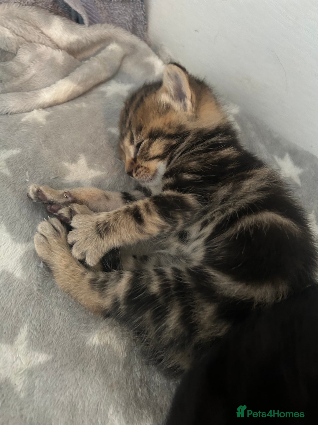 Mixed Breed cats for sale: 🥰 Beautiful kittens 🥰 - Image 16