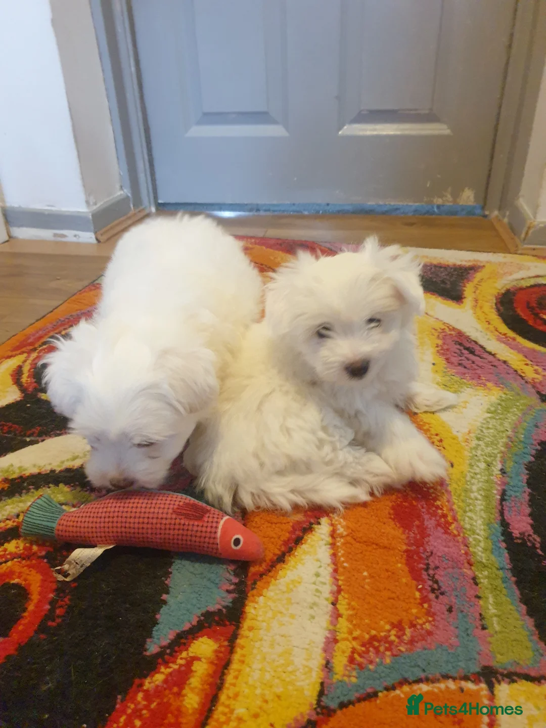 Maltese dogs for sale: Maltese girl  - Advert 2
