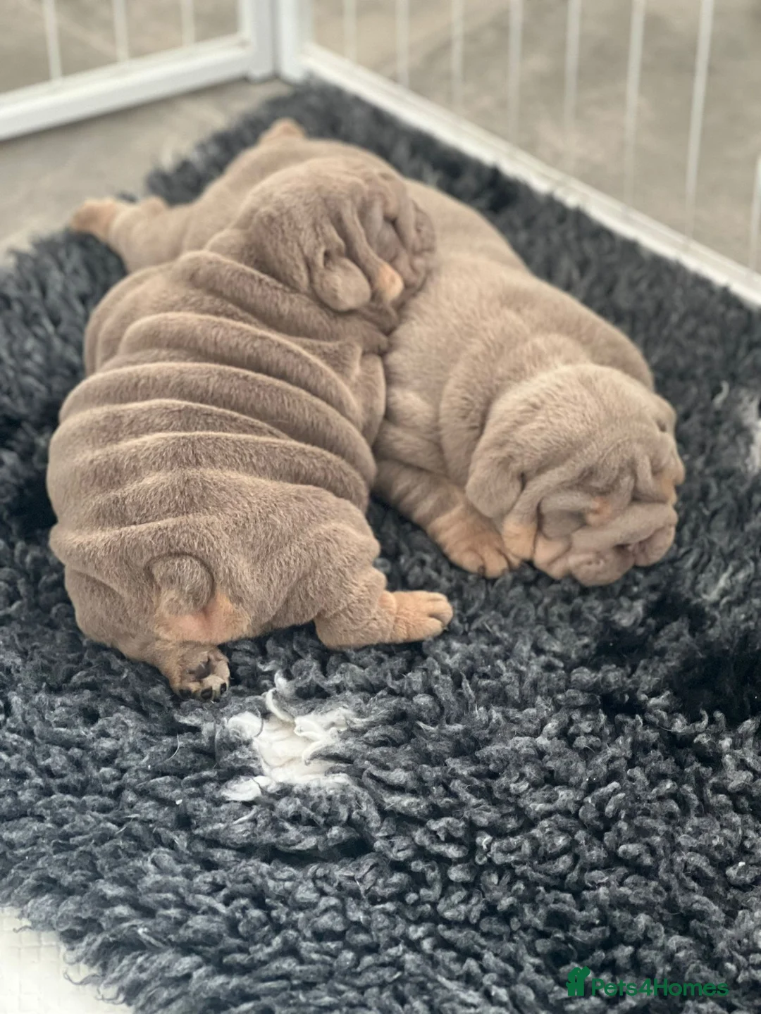 English Bulldog dogs for stud: full suited English bulldog stud well proven in Leicester - Advert 25
