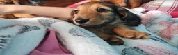Miniature Dachshund dogs for sale: Gorgeous Miniature Dachshund Puppies in York - Advert 13