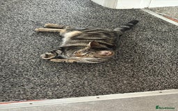 European cats for sale: Koko, female  - Image 1