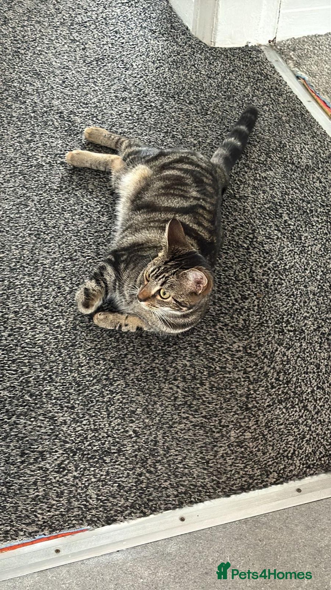 European cats for sale: Koko, female  - Image 1