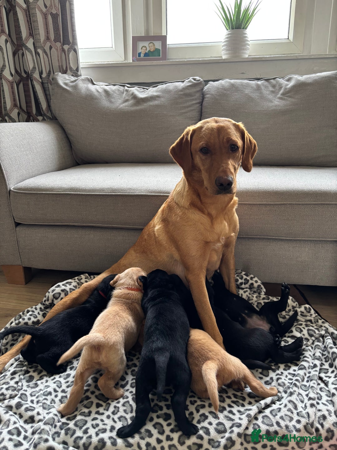 Labrador Retriever dogs for sale: Beautiful Labrador Puppies - Image 12