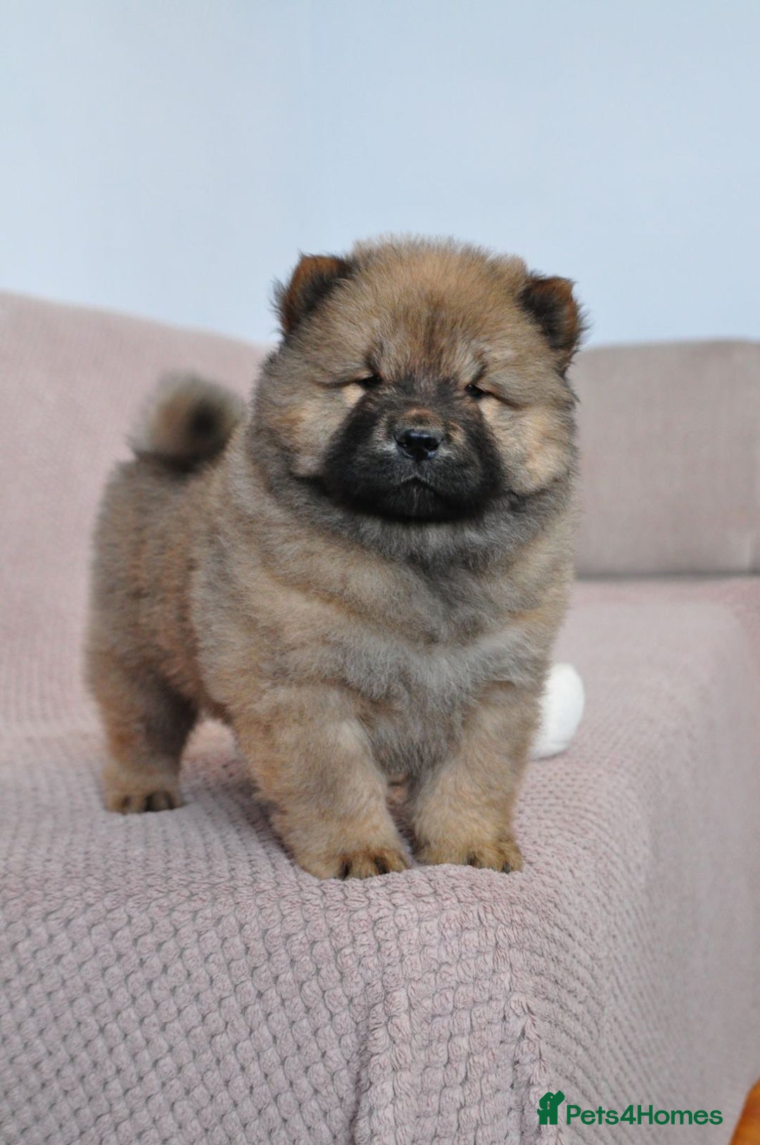 Chow Chow dogs for sale: Pedigree Chow Chow puppies available 🐶 - Advert 10