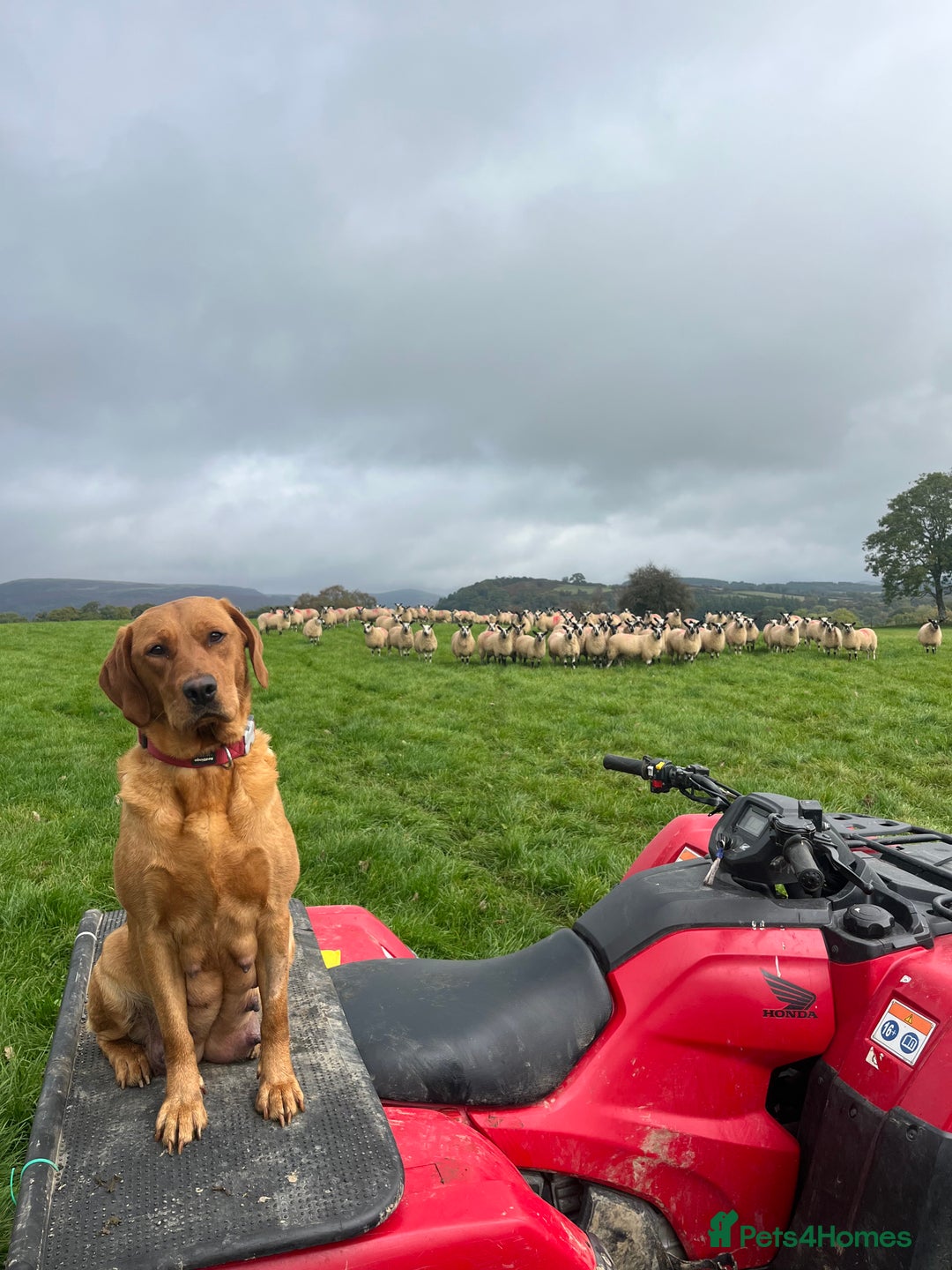 Labrador Retriever dogs for sale: Fox Red/Golden Labrador Puppies  - Image 17
