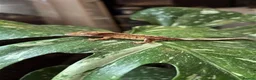 Gecko reptiles for sale: Crested Geckos For Sale 🦎 - Advert 4