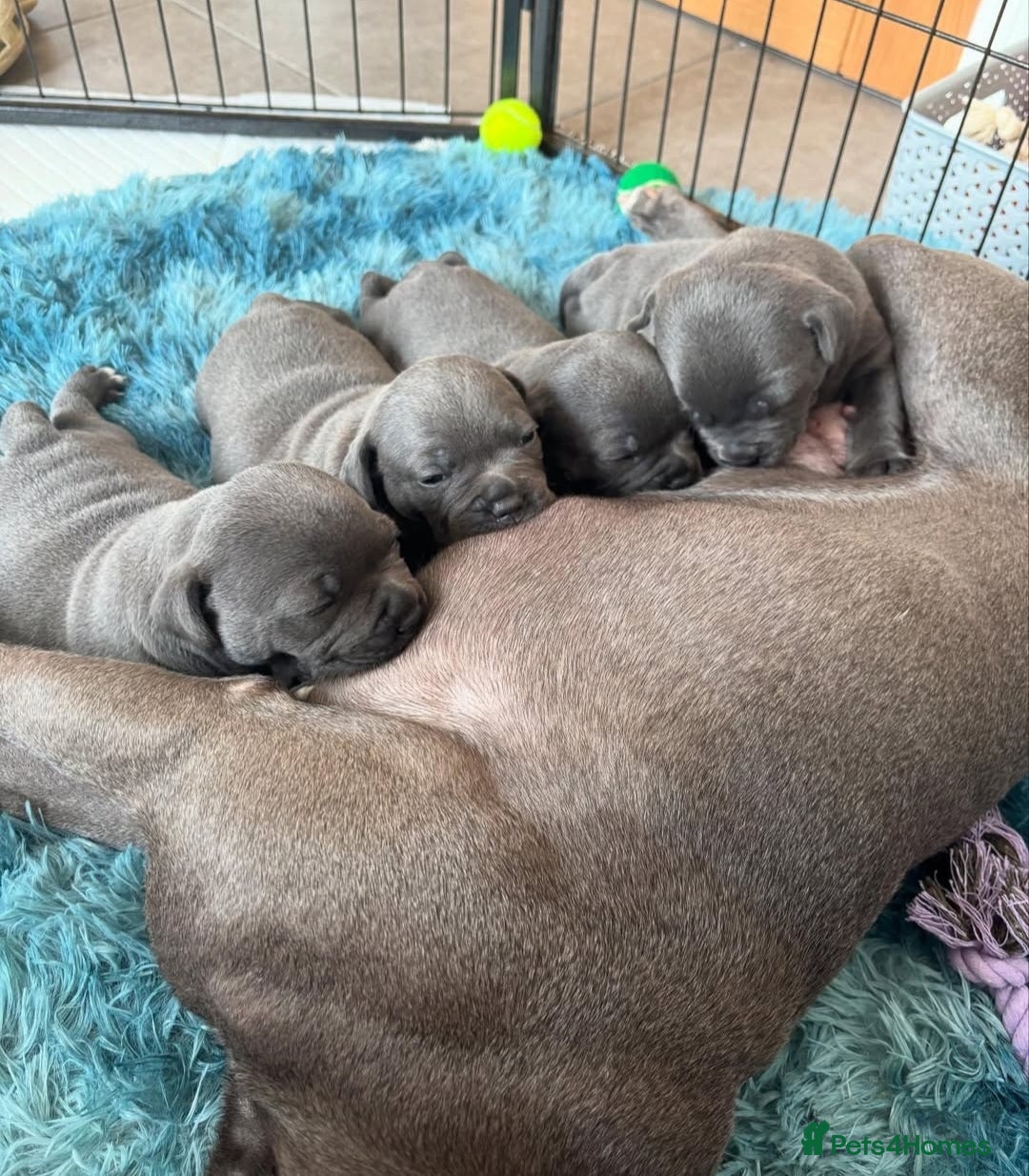 Staffordshire Bull Terrier dogs for sale: Staffordshire bull terrier puppies  - Advert 15