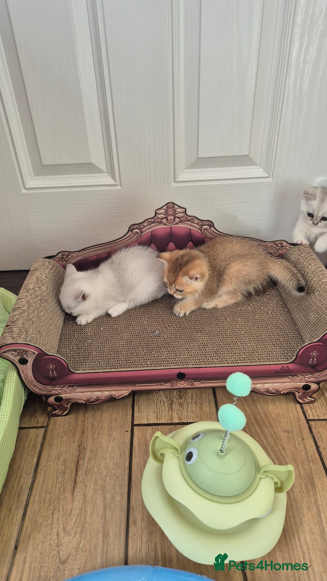 British Shorthair cats for sale: British shorthair  - Image 16