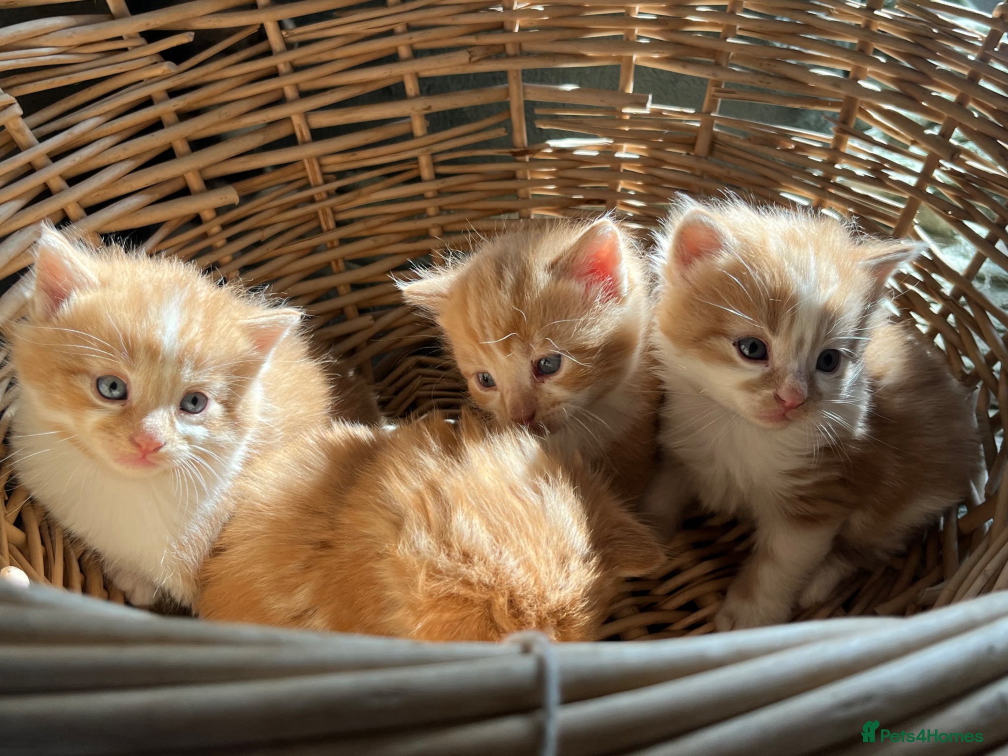 Mixed Breed cats Stunning Ginger long/mid hair kittens - male - Advert 12