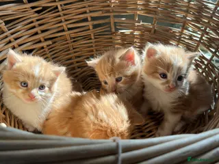 Mixed Breed cats Stunning Ginger long/mid hair kittens - male - Advert 12
