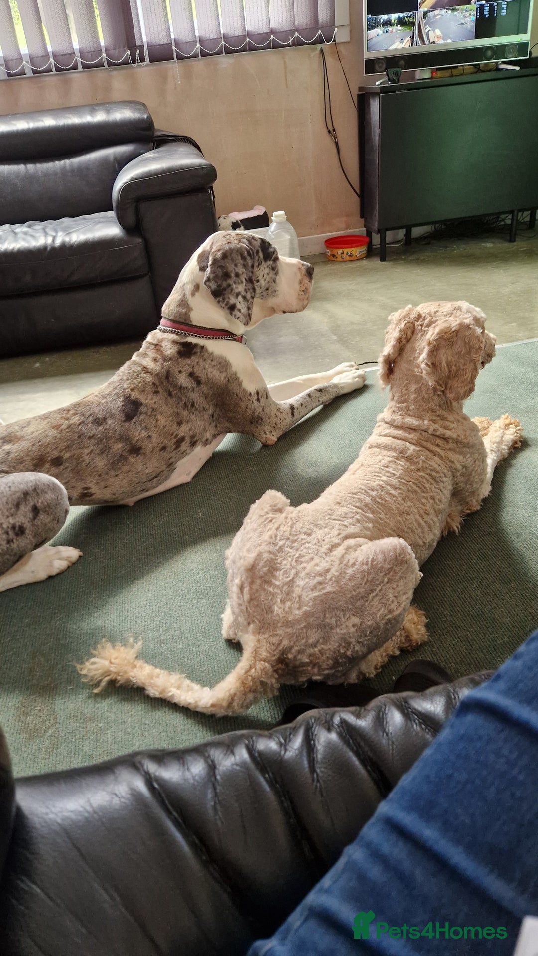 Standard Poodle dogs for sale: Health tested KC female Standard poodle - Image 3