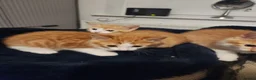 Mixed Breed cats for sale: 4 Gorgeous kittens looking for new home - Advert 1