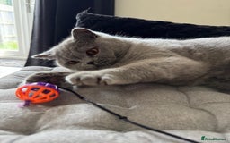 British Shorthair cats for sale: Beautiful British blue boy - Image 5