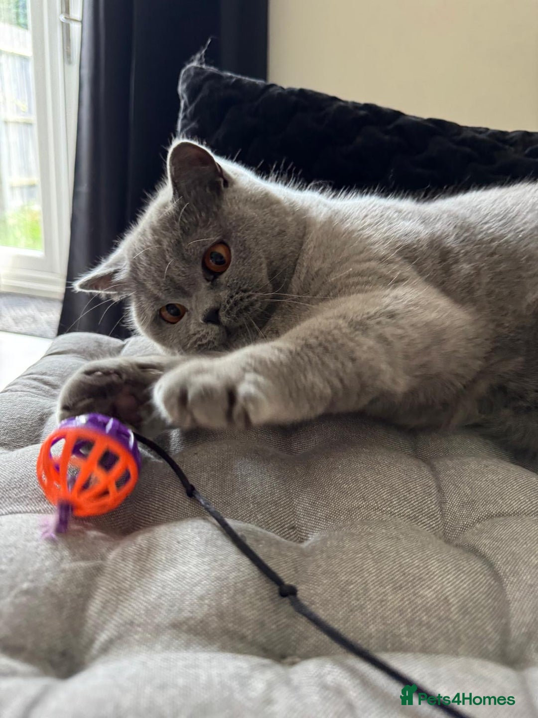 British Shorthair cats for sale: Beautiful British blue boy - Image 5