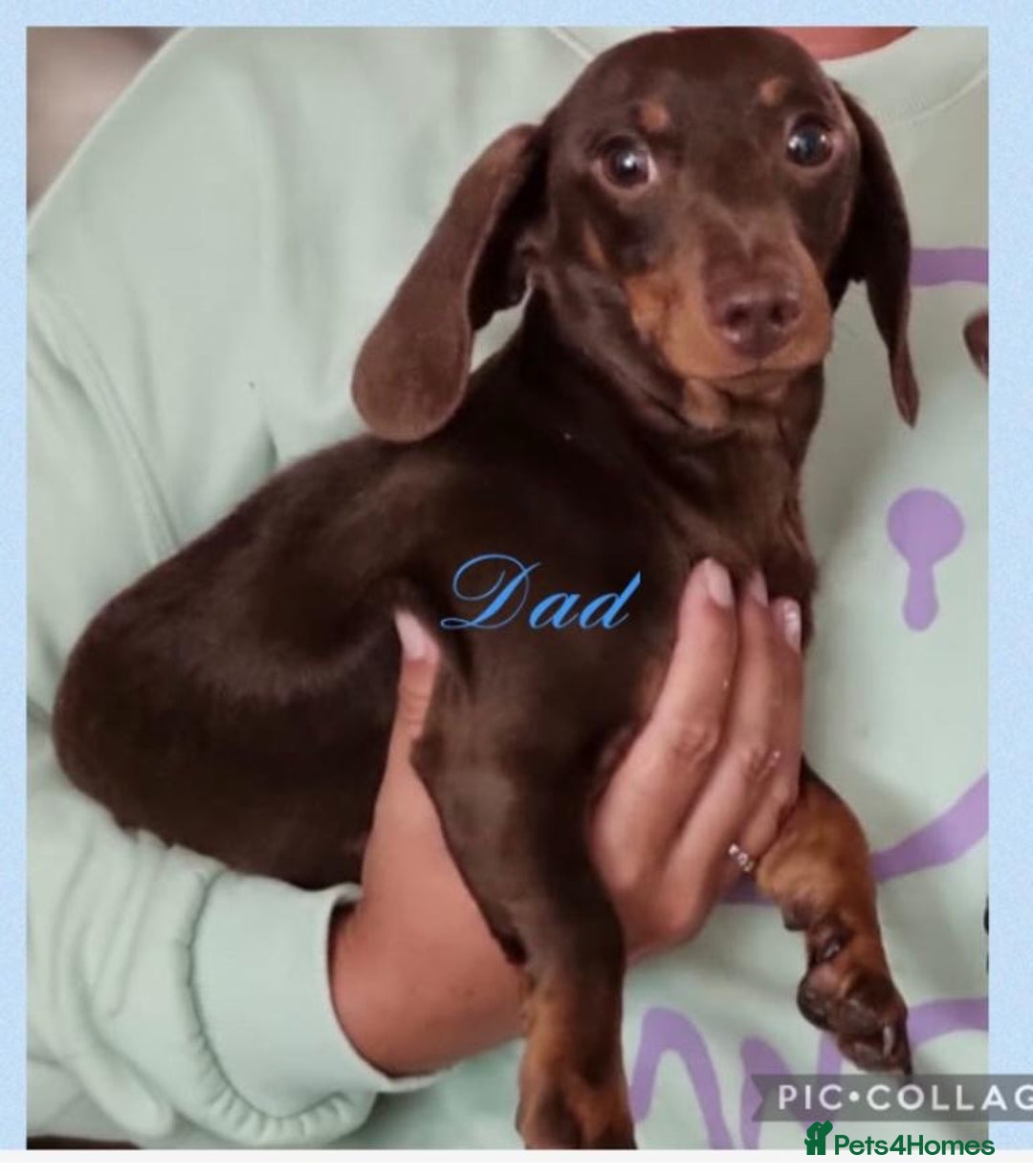 Miniature Dachshund dogs for sale: TURE MINIATURE DACHSHUND  - Advert 6