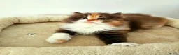 Persian cats for sale: Rare Brown Calico Persian Kitten - Advert 2