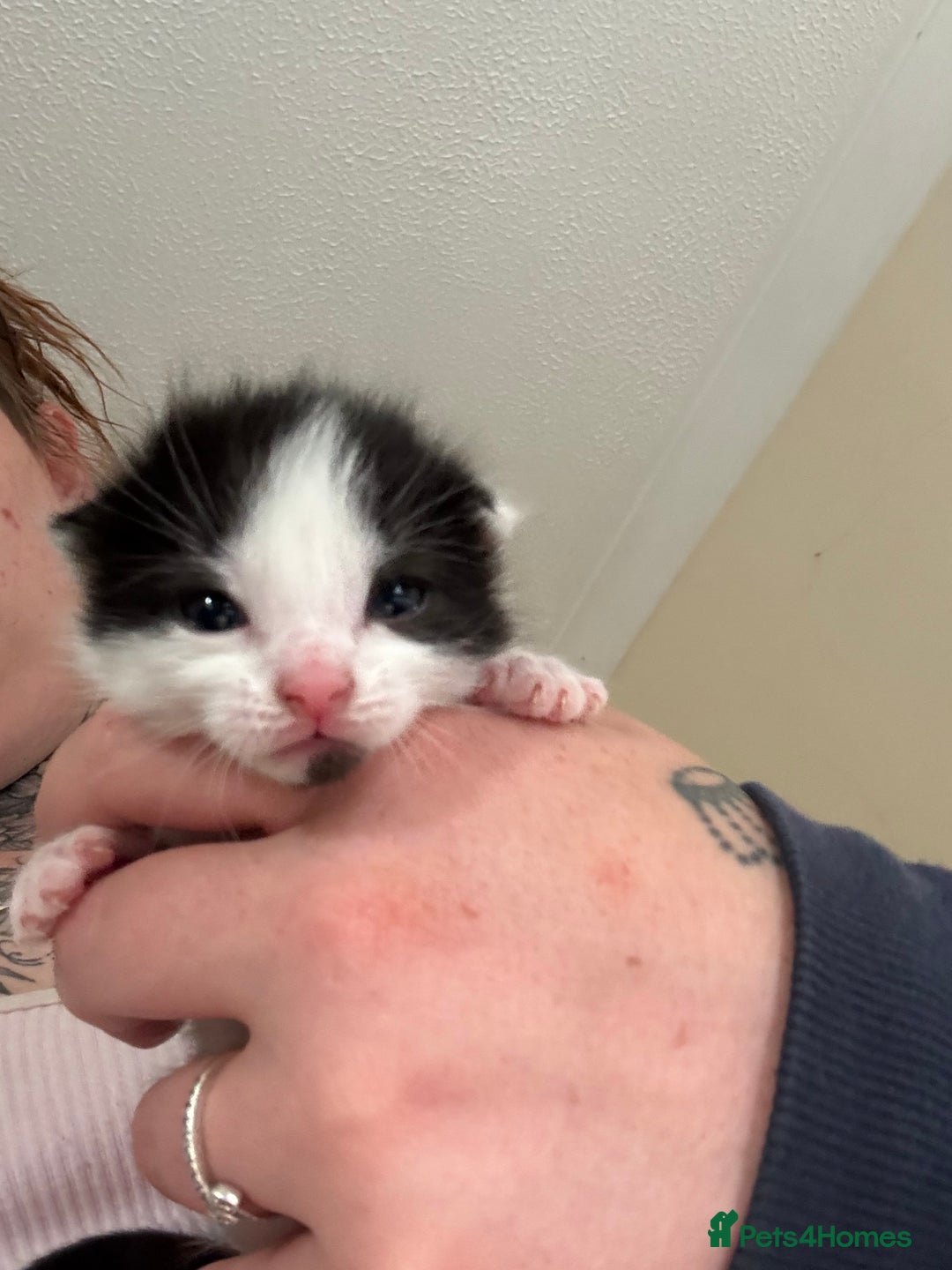 Mixed Breed cats for sale: Kittens - Image 7
