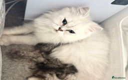 Persian cats for sale: Persian chinchilla kittens  - Image 11