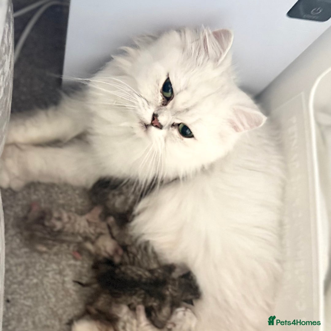 Persian cats for sale: Persian chinchilla kittens  - Image 11