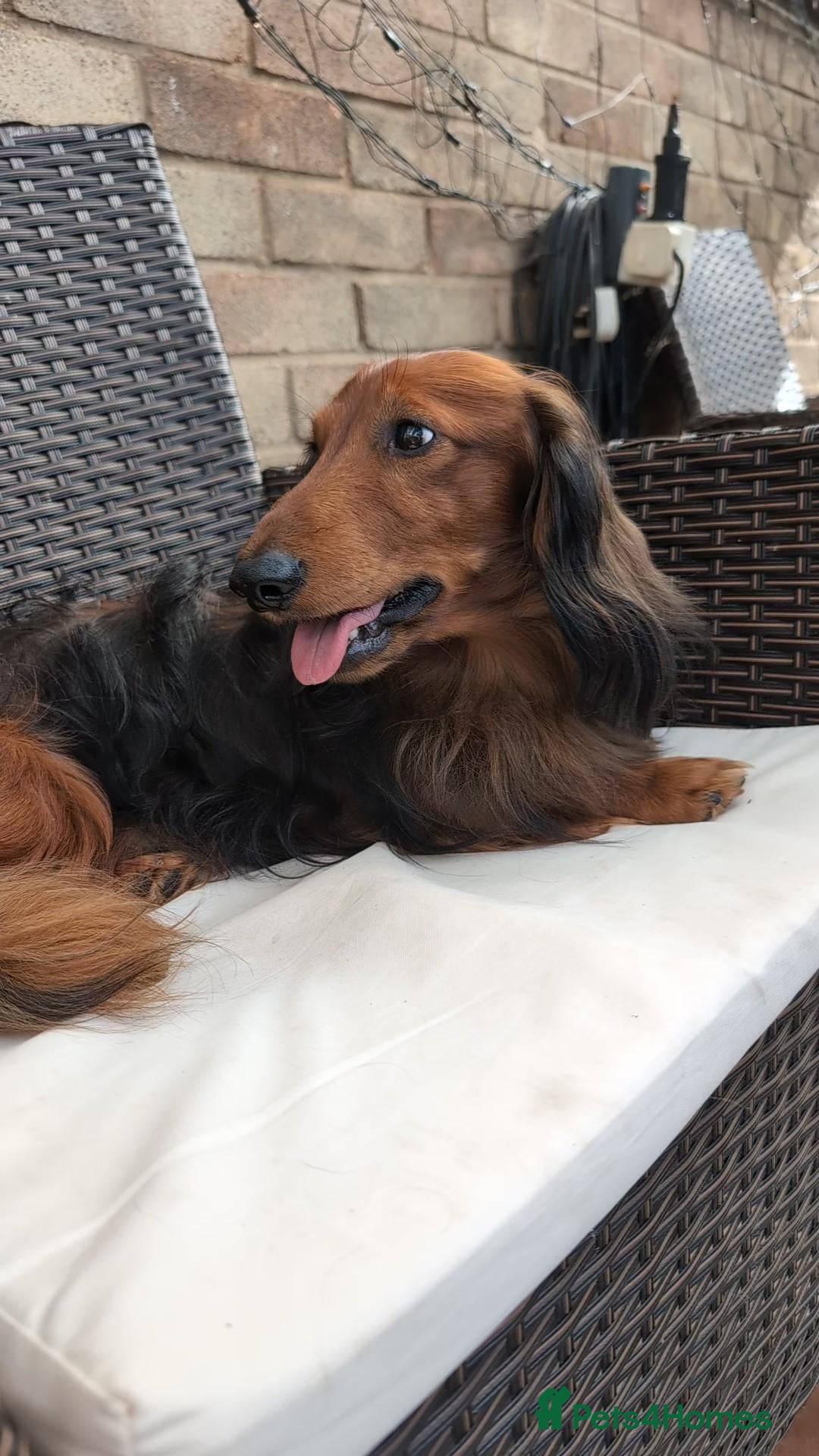 Dachshund dogs for stud: Miniature Long Haired Dachshund PRA 1 Clear KC reg - Advert 1