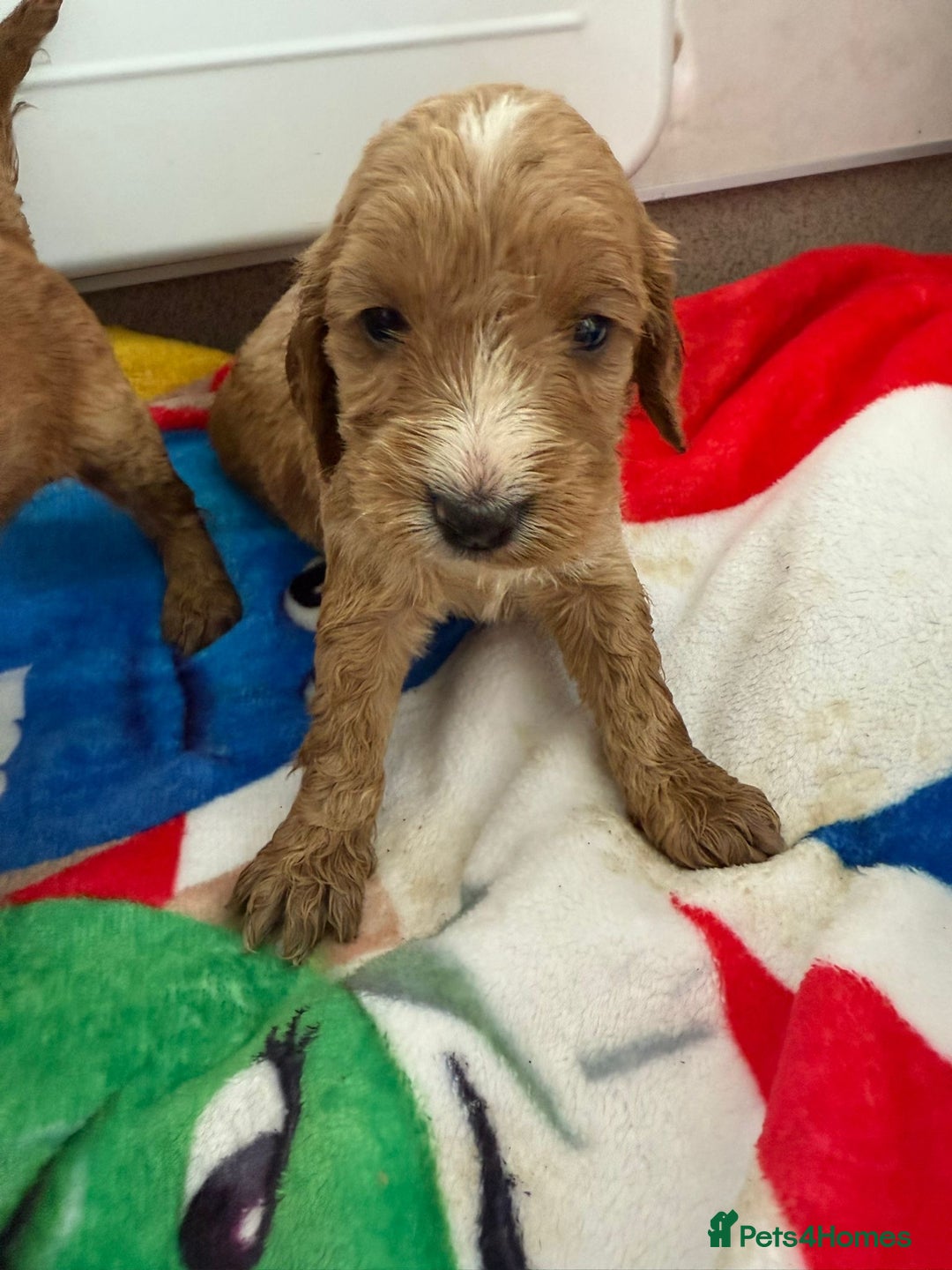 Cockapoo dogs for sale: 9 F1 cockapoo puppies for sale  - Image 5