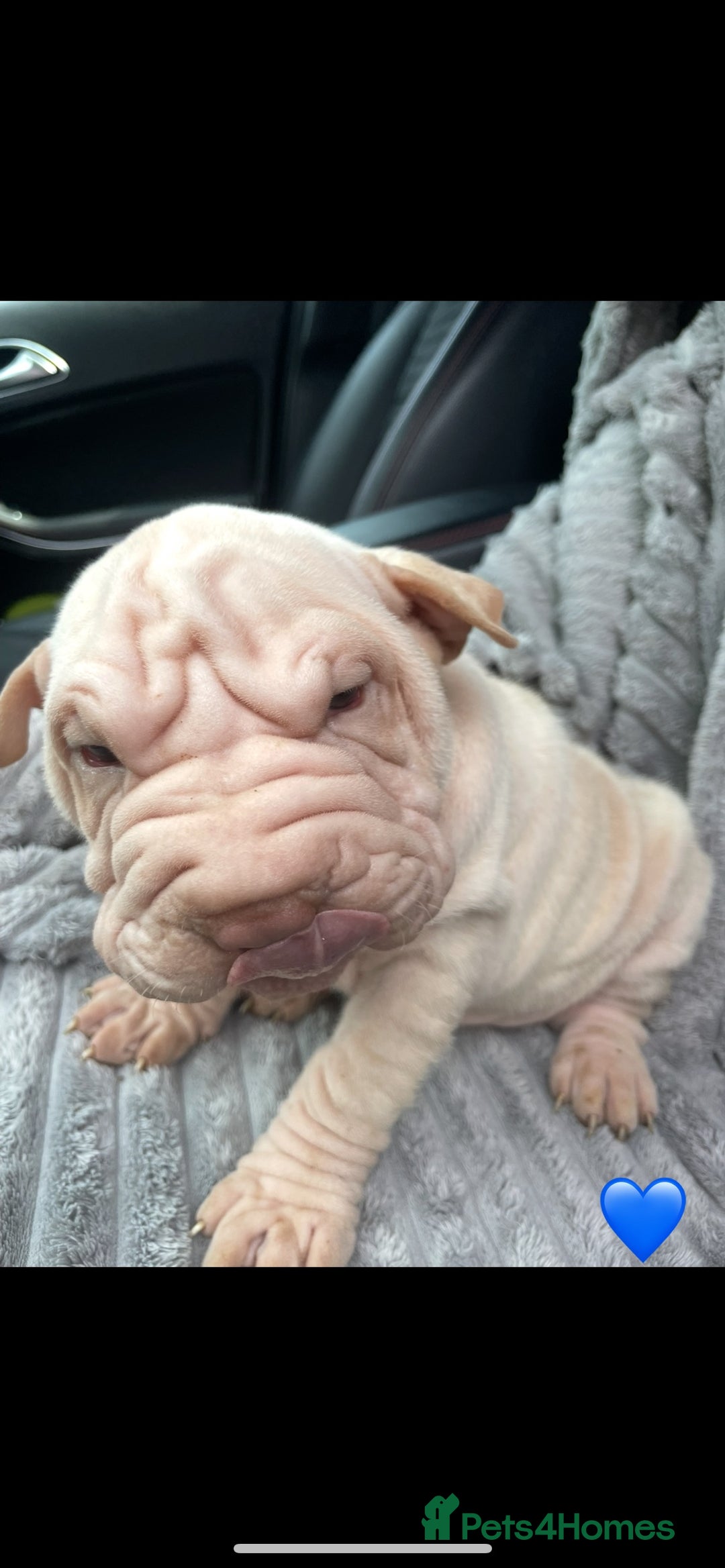 Shar Pei dogs for sale: Shar Pei Puppies  - Image 6
