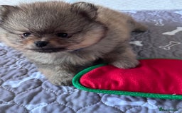 Pomeranian dogs for sale: 🏆 KC HEALTH TESTED POMERANIAN PUPPIES 🏆  - Image 13