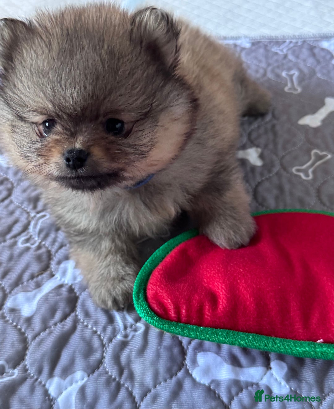Pomeranian dogs for sale: 🏆 KC HEALTH TESTED POMERANIAN PUPPIES 🏆  - Image 13