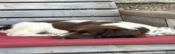 English Springer Spaniel dogs for sale: One little girl left due to time wasters - Advert 9