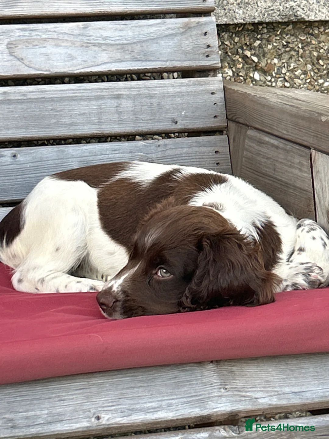 English Springer Spaniel dogs for sale: One little girl left due to time wasters - Advert 9