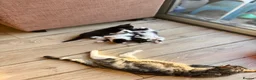 Mixed Breed cats for sale: Mustache kitten and fluffy friends  - Advert 5