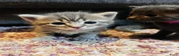 Ragdoll cats for sale: Beautiful Ragdoll cross kittens for sale  - Advert 16
