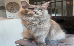 Maine Coon cats for sale: Beautiful big cream boys - Image 7