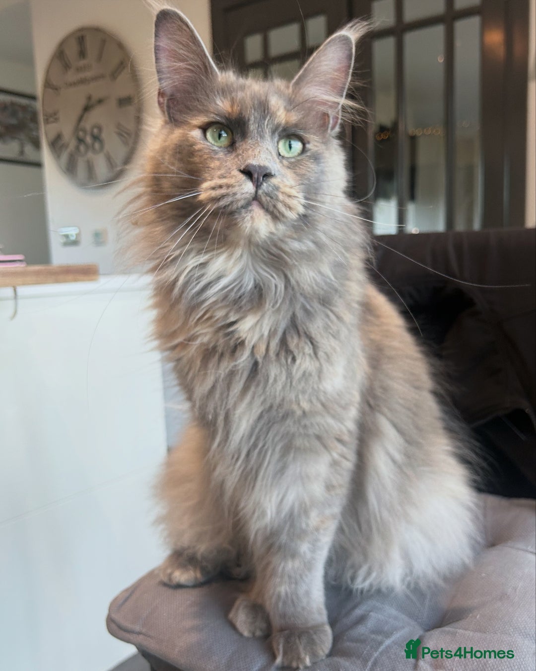 Maine Coon cats for sale: Beautiful big cream boys - Image 7