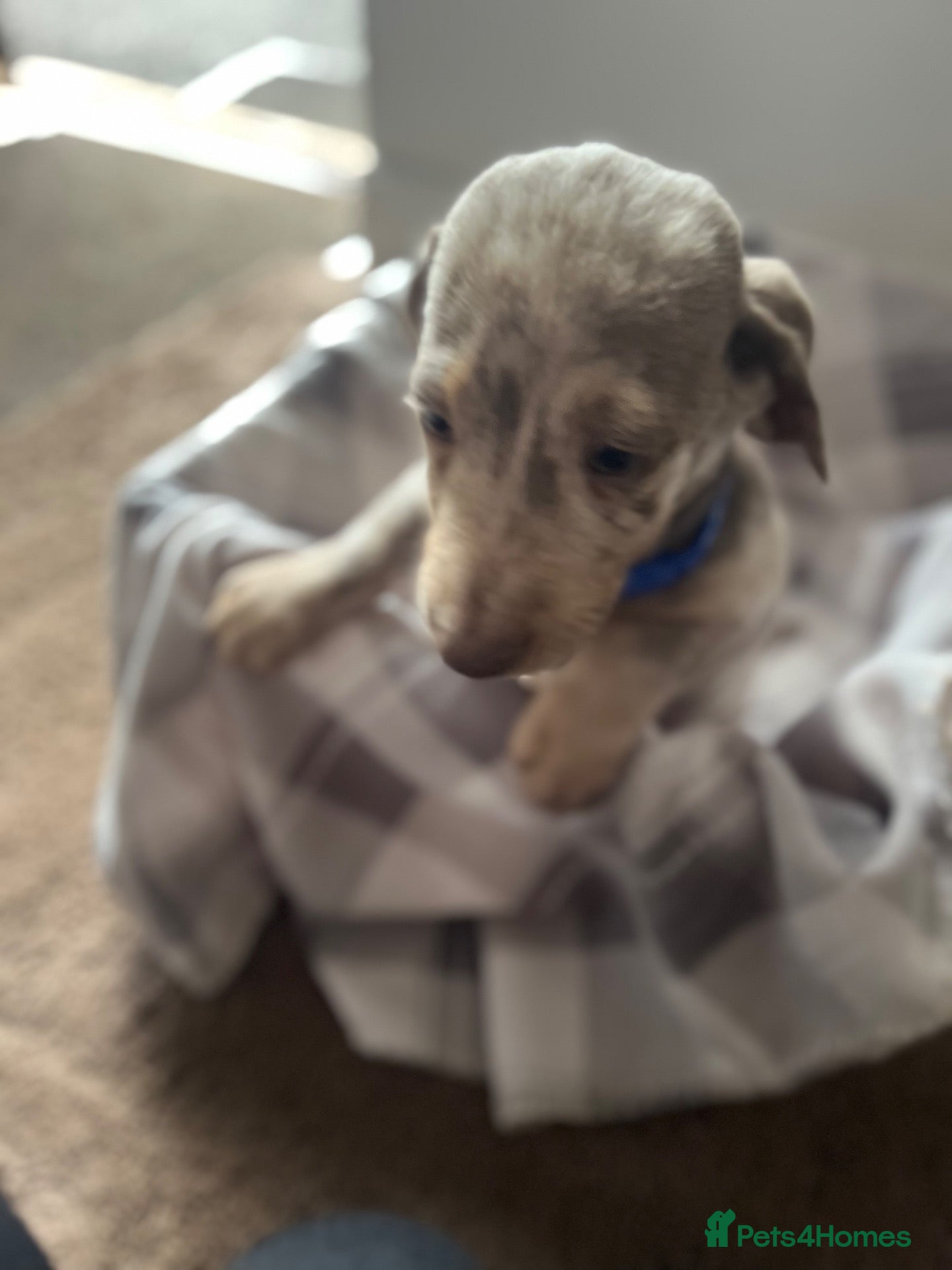 Dachshund dogs Beautiful dachshunds puppies  - Advert 7