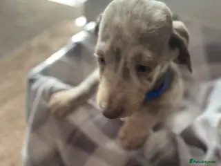 Dachshund dogs Beautiful dachshunds puppies - Advert 7