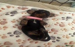 Miniature Dachshund dogs for sale: Miniature daschund puppies - Image 25
